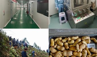 昭通小草坝天麻种植基地：古德生物打造道地药材的生态摇篮