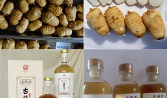 昭通小草坝天麻泡酒：古德生物教你选对料、泡好酒