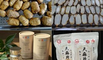 昭通小草坝天麻区分：古德生物教你认准道地品质