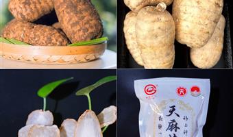 昭通小草坝天麻品种：古德生物解锁道地品种的价值密码