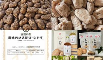 昭通小草坝天麻蜜环菌：古德生物铸就的共生传奇