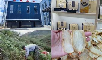 昭通小草坝天麻价格解密：古德生物的品质与性价比之道
