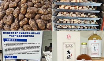 昭通小草坝天麻加工制作过程：古德生物的科技传承与品质匠心