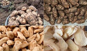 昭通小草坝天麻季节采收：古德生物的品质源头密码