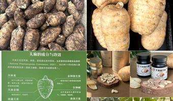 昭通小草坝天麻的功效与作用及食用方法：古德生物带你解锁品质养生