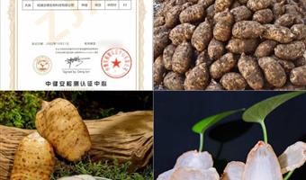 昭通鲜天麻坐月子可以吃吗？古德生物带你解锁产后科学滋补