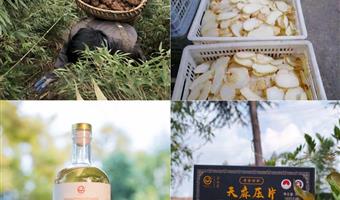 昭通鲜天麻主治：古德生物用科技激活道地药材价值