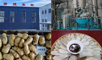 昭通鲜天麻种植基地：古德生物的道地品质孕育核心