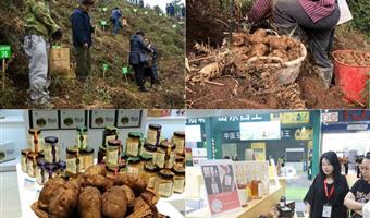 昭通鲜天麻种苗图片：解码古德生物的种源品质密码