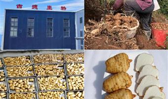 昭通鲜天麻栽培：古德生物以科学体系筑牢道地品质根基