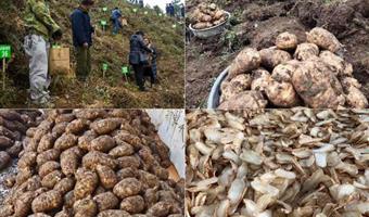 昭通鲜天麻有多少种？古德生物带你读懂分类与价值