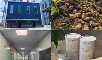 昭通鲜天麻收购：古德生物以全产业链实力，打造稳定共赢合作