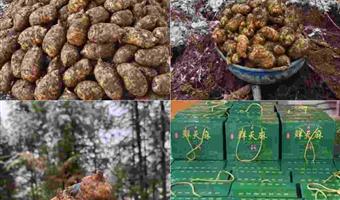 昭通鲜天麻批发：古德生物以全产业链实力，打造 B 端客户优选伙伴