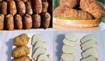 昭通鲜天麻区分正宗：古德生物教你识破假货，锁定优质选择