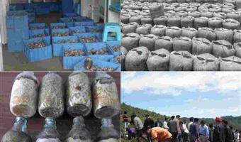 昭通鲜天麻蜜环菌：古德生物以共生科技筑牢优质天麻根基