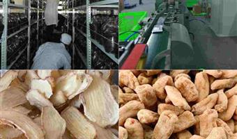 昭通鲜天麻加工制作过程：古德生物以科技锁住营养，赋能全场景需求