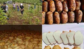 昭通鲜天麻价格：古德生物带你读懂价值，选对高性价比采购方案