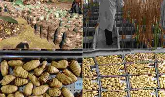 昭通鲜天麻多少钱？古德生物带你选对高性价比采购方案