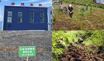 昭通鲜天麻产地：小草坝核心产区，古德生物筑牢优质天麻根基