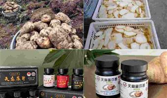 昭通天麻核心调理方向：古德生物以高品质赋能健康需求