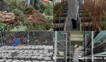 昭通天麻的种植基地：古德生物以生态与全链筑牢品质标杆