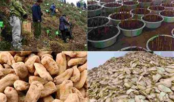 昭通天麻的种植技术：古德生物以生态与科技筑牢品质根基