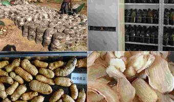 昭通天麻的种类：古德生物按需适配，全链提供优质选择