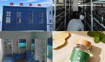 昭通天麻调理眩晕的科学方法：古德生物以高活性品质赋能健康