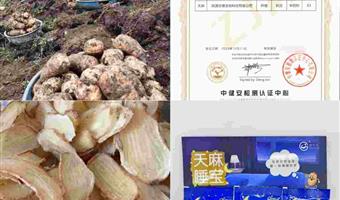 昭通天麻种植技术：古德生物以生态与科技筑牢品质根基