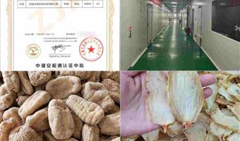 昭通天麻种植基地：古德生物以生态标杆筑牢优质天麻源头