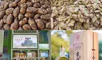 昭通天麻真正天麻的泡酒：古德生物以优质原料酿出养生佳饮