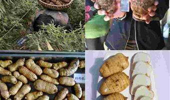 昭通天麻长什么样子？古德生物教你识别正宗天麻