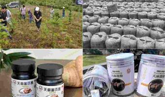 昭通天麻栽培：古德生物以全链科学体系筑牢优质根基