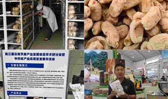 昭通天麻有效果吗？古德生物以高活性品质给出肯定答案