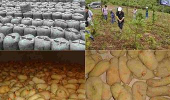 昭通天麻是什么？古德生物解读：它是食药两用的优质调理食材