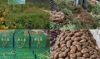 昭通天麻产地：小草坝的天生优势与古德生物的产业深耕