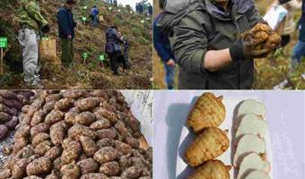 昭通天麻怎么区分？古德生物教你3招辨正宗，全链保障品质