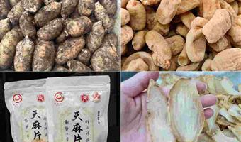 昭通天麻泡酒：古德生物选对料、泡好味，全链服务适配多元需求