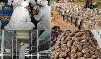 昭通天麻与蜜环菌：古德生物解锁共生密码，培育高品质天麻