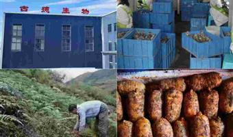 昭通天麻加工制作过程：古德生物以科技守护道地品质