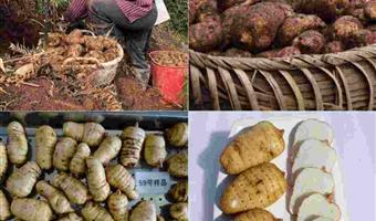 昭通天麻季节采收：古德生物以自然节律守护道地品质