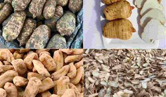 昭通天麻多少钱？古德生物带你看懂品质与价格的匹配