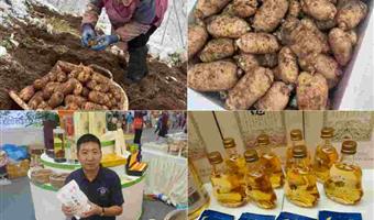 昭通天麻价格：古德生物带你看懂品质与价值的平衡