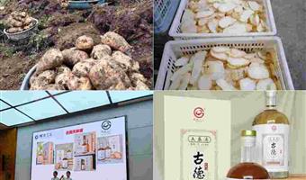 昭通天麻酒的功效与作用及食用方法：古德生物解锁道地酒饮价值