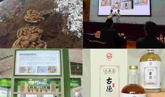 昭通鲜天麻市场价格：古德生物带你读懂价值与合理采购