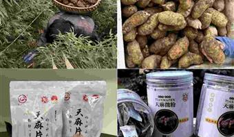 昭通鲜天麻改善失眠：古德生物用道地品质守护好眠