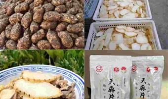 昭通鲜天麻是什么药？古德生物解读食药两用价值与可靠选择