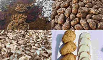 昭通干天麻颜色：古德生物教你从颜色读懂品质