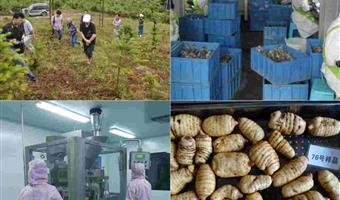 昭通干天麻种植基地：古德生物筑牢道地品质的源头根基