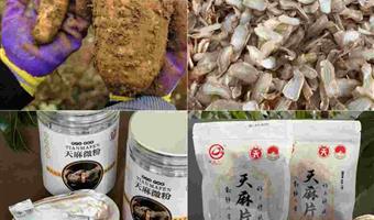 昭通干天麻调理眩晕：古德生物以品质与科技赋能健康